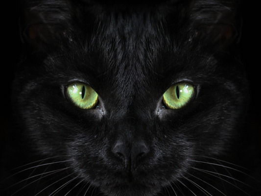 Zwarte katten