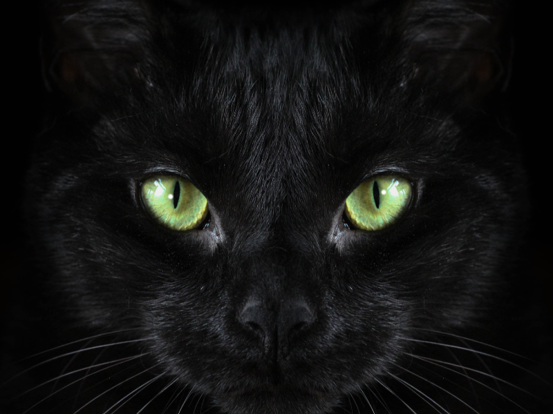 Zwarte katten